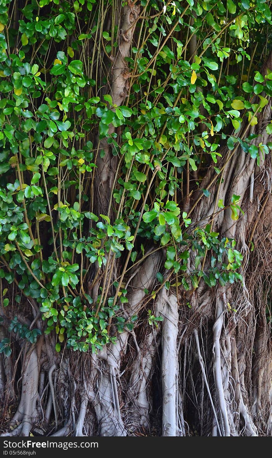 Close up of old tree with green leafs