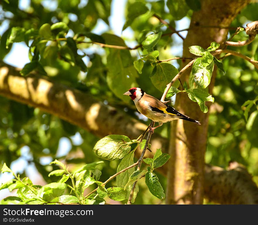 Goldfinch