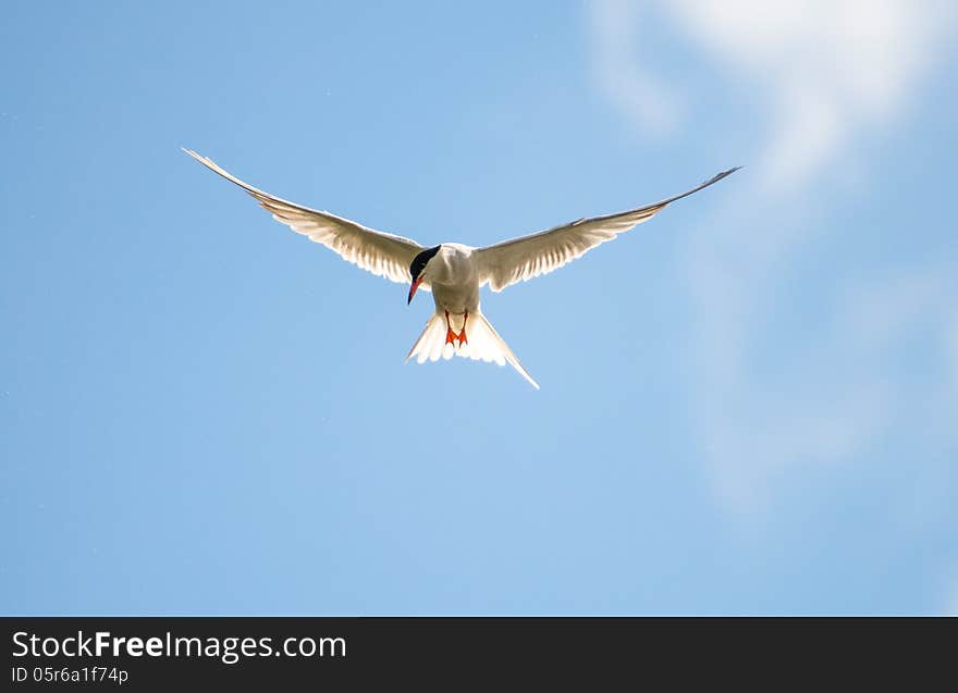 Image of a Common Tern Hunting over a lake in England during the summertime.