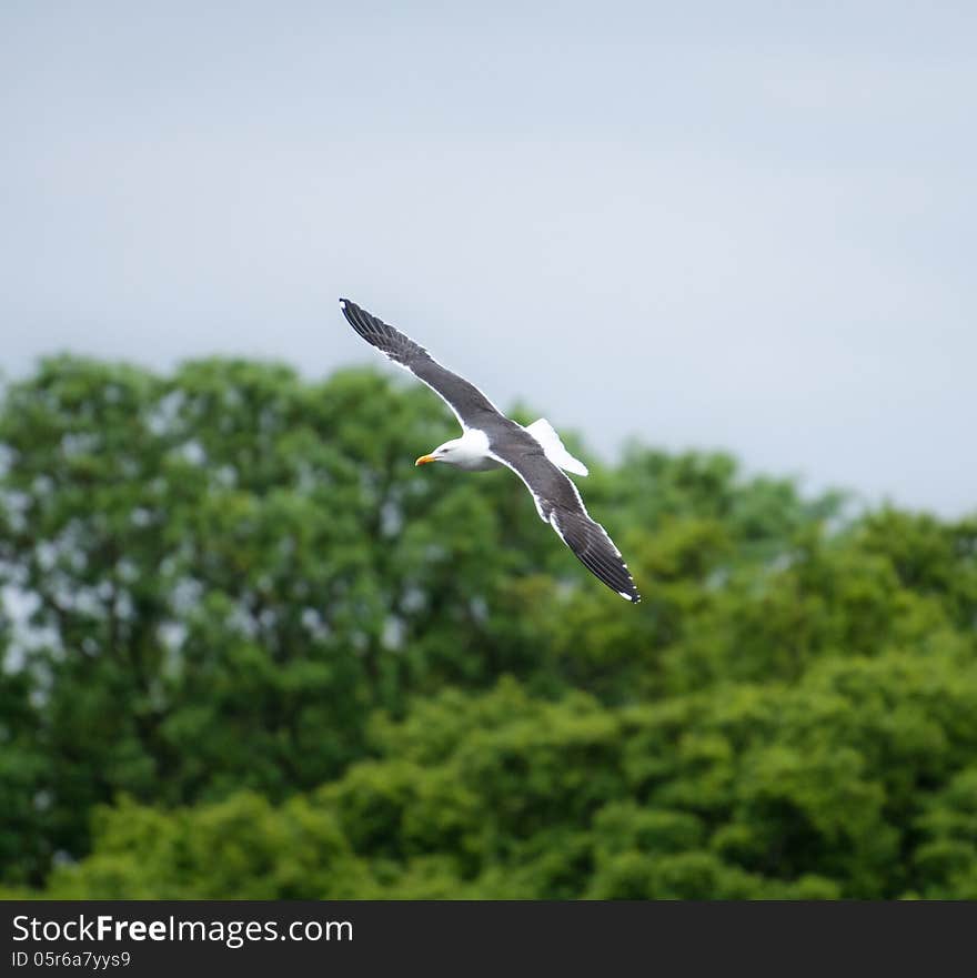 Lesser Black Backed Gull In Flight