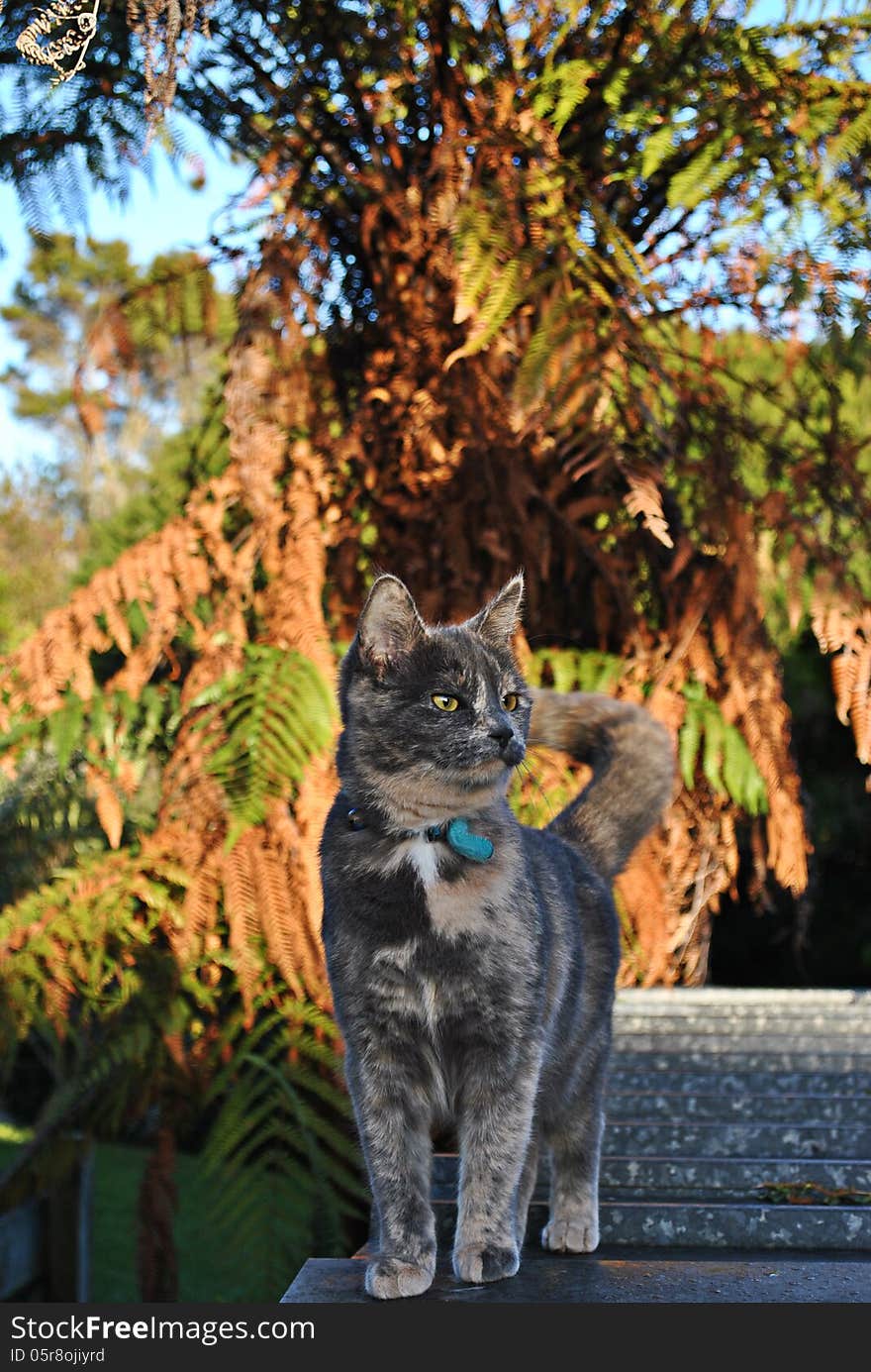 Curious grey cat with blue collar standing on tin roof. Curious grey cat with blue collar standing on tin roof