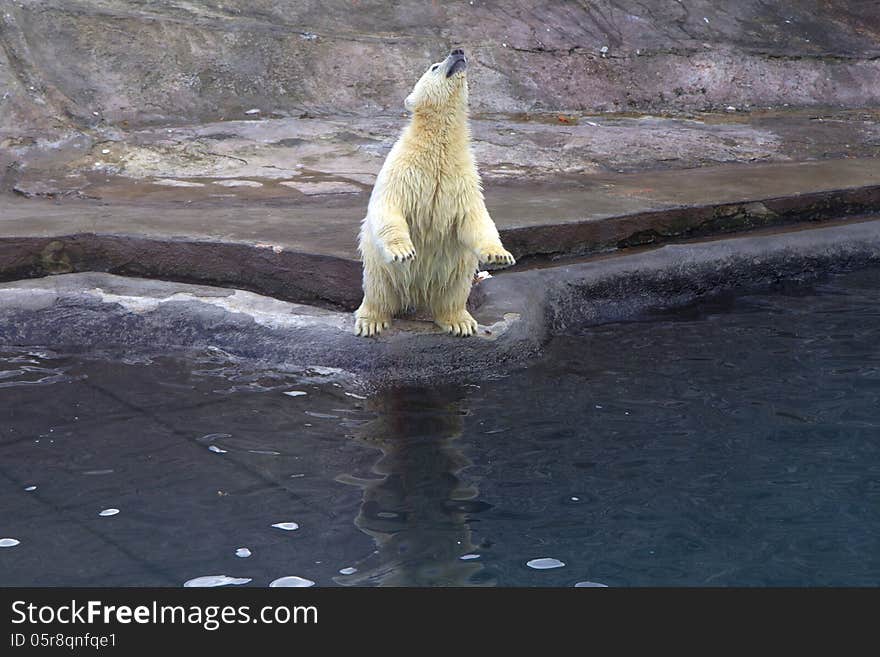 Russia. Moscow zoo. The polar bear.