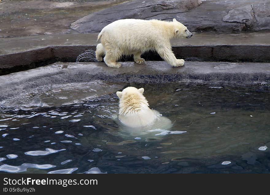 Russia. Moscow zoo. The polar bear.