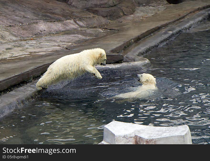 Russia. Moscow zoo. The polar bear.