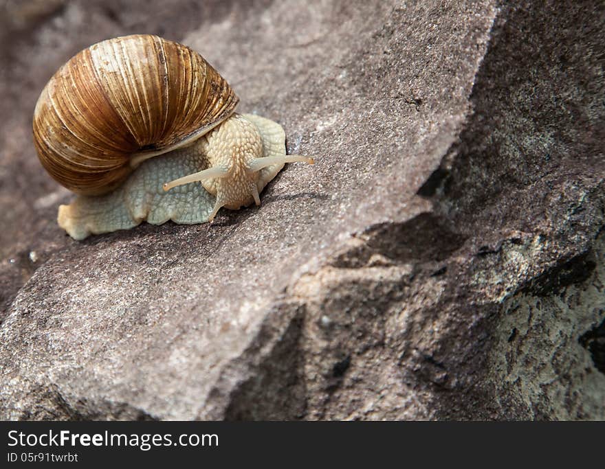 Lonely snail close-up in nature in the summer