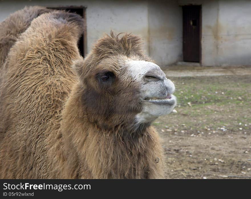 Russia. Moscow zoo. Bactrian camel.