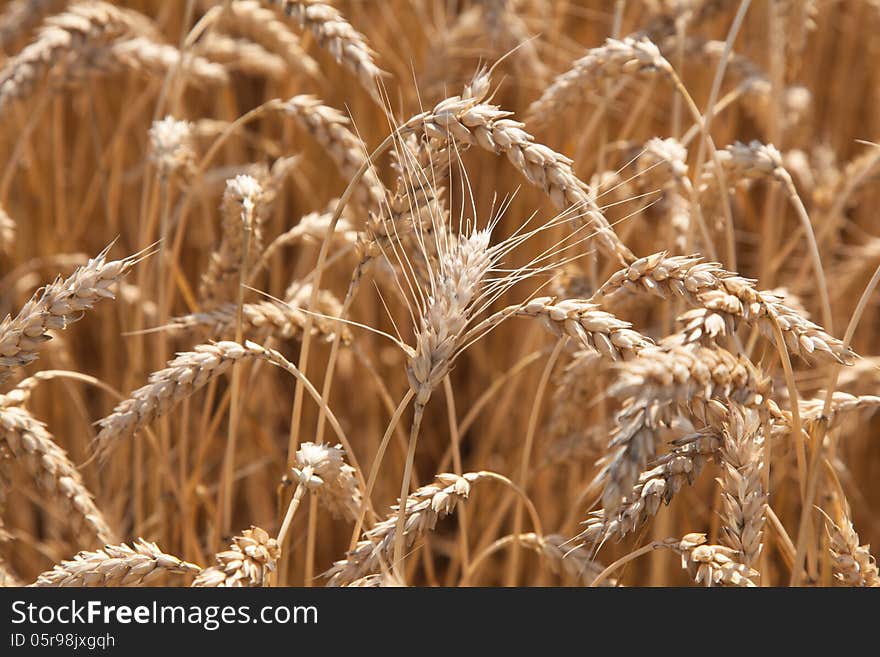 Wheat closeup on nature summer day