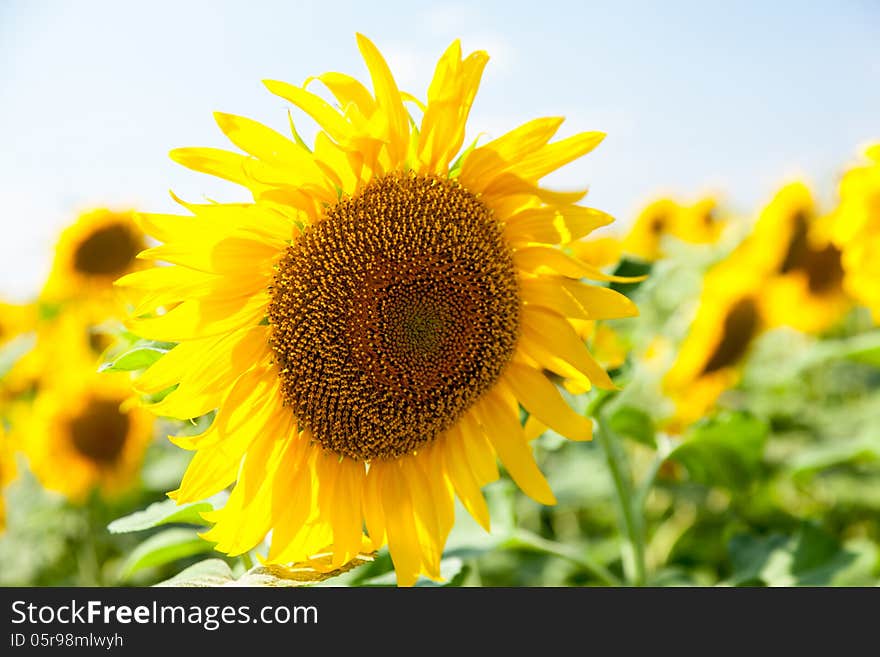 Sunflower close-up outdoors summer day