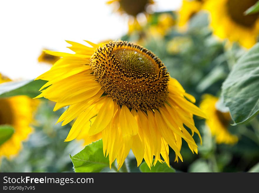 Growing sunflower close-up outdoors summer day