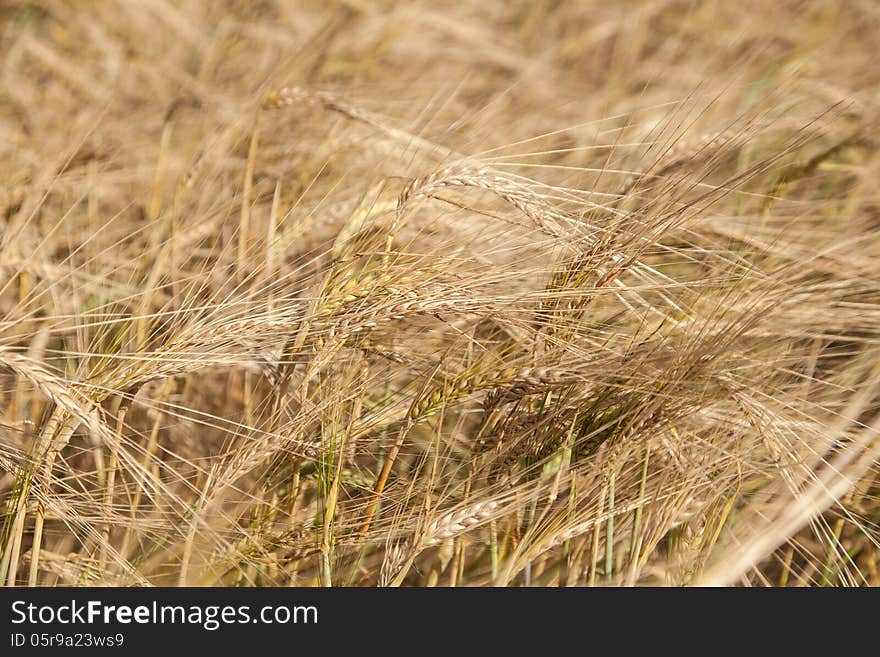 Rye field close up in nature