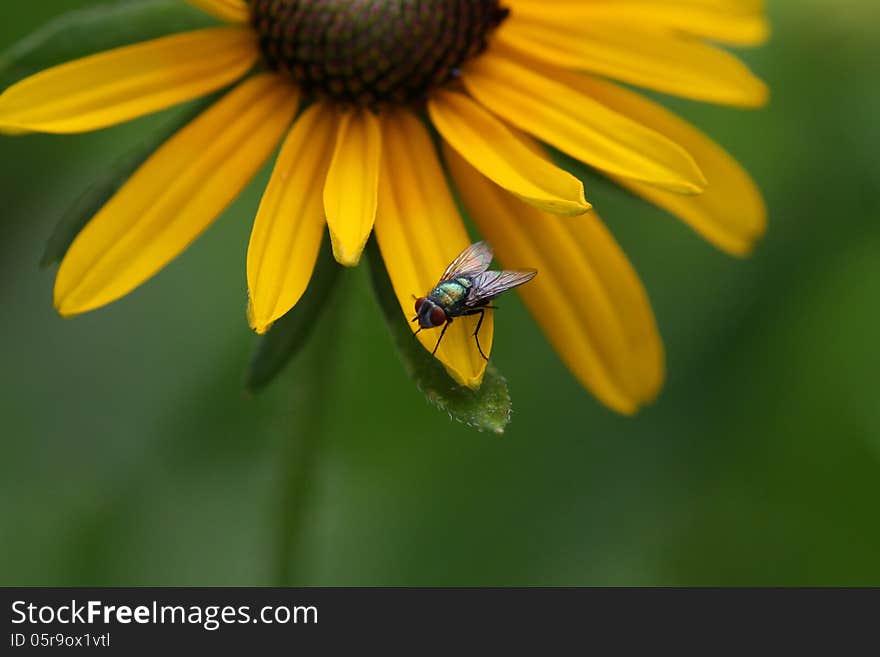 Iridescent little fly upon a perfect black-eyed susan petal. Iridescent little fly upon a perfect black-eyed susan petal.