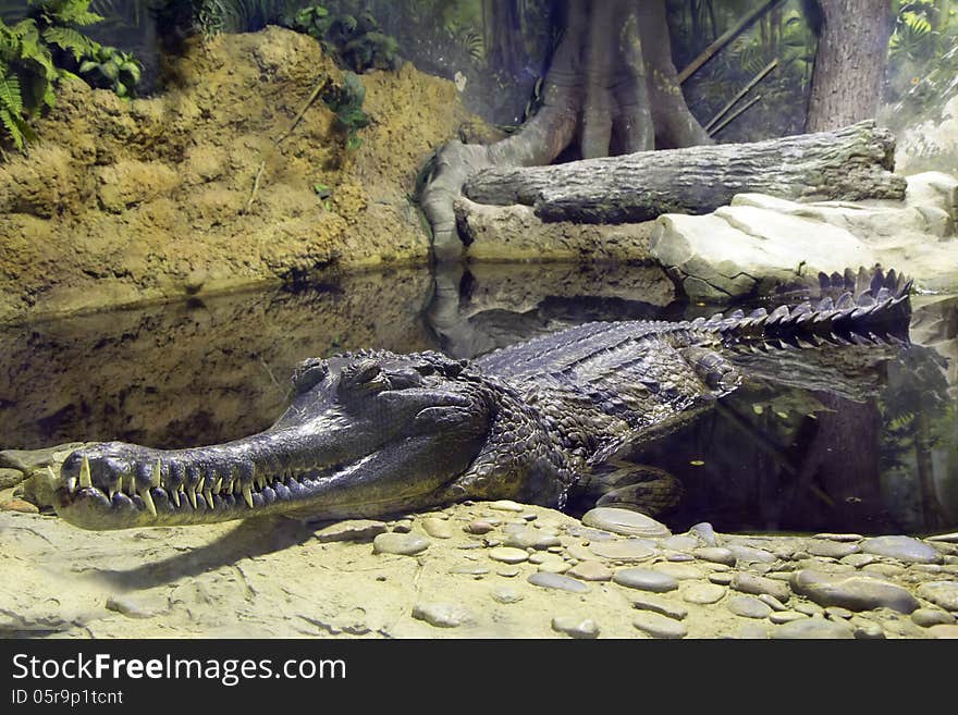 Russia. Moscow Zoo. Crocodile.