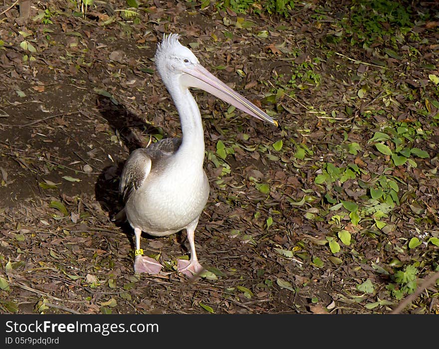 Russia. Moscow Zoo. Pelican.