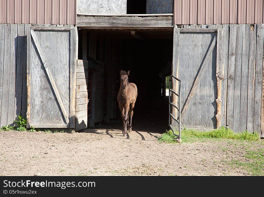 A brown foal with black mane and tail.