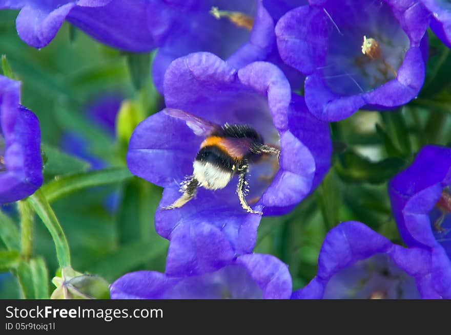 Big bumblebee flies in the blue bluebell flower