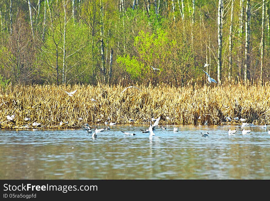 Landscape with nesting colony of blackheaded gulls. Landscape with nesting colony of blackheaded gulls