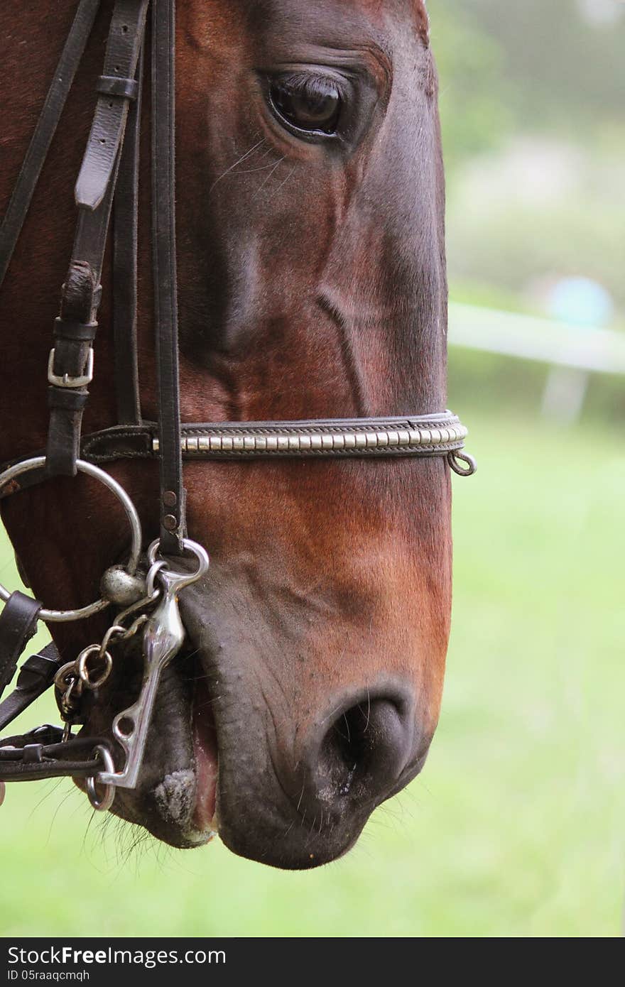 Head of horse on a green background