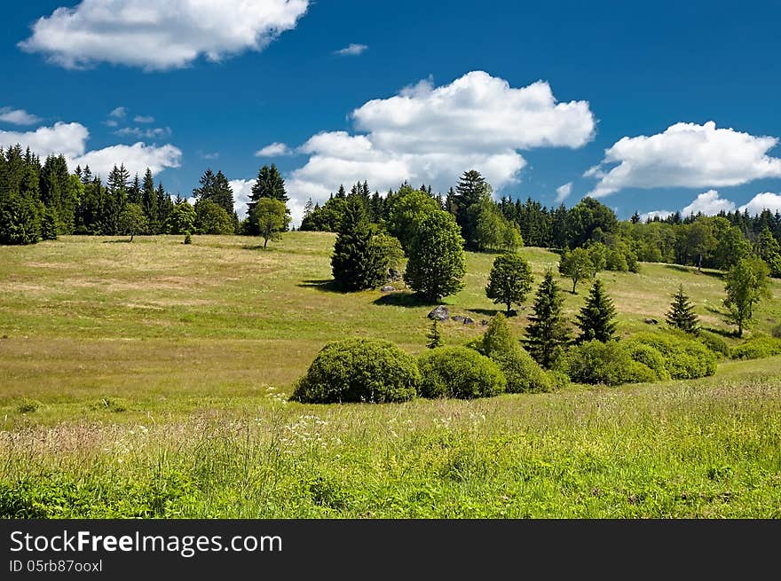 Summer Meadow