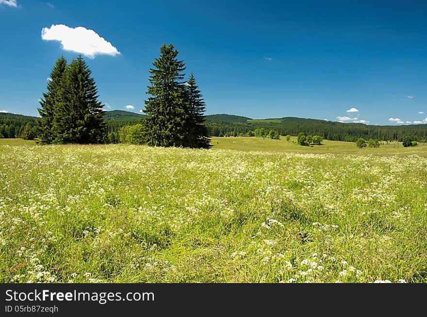 Summer meadow with trees in the background