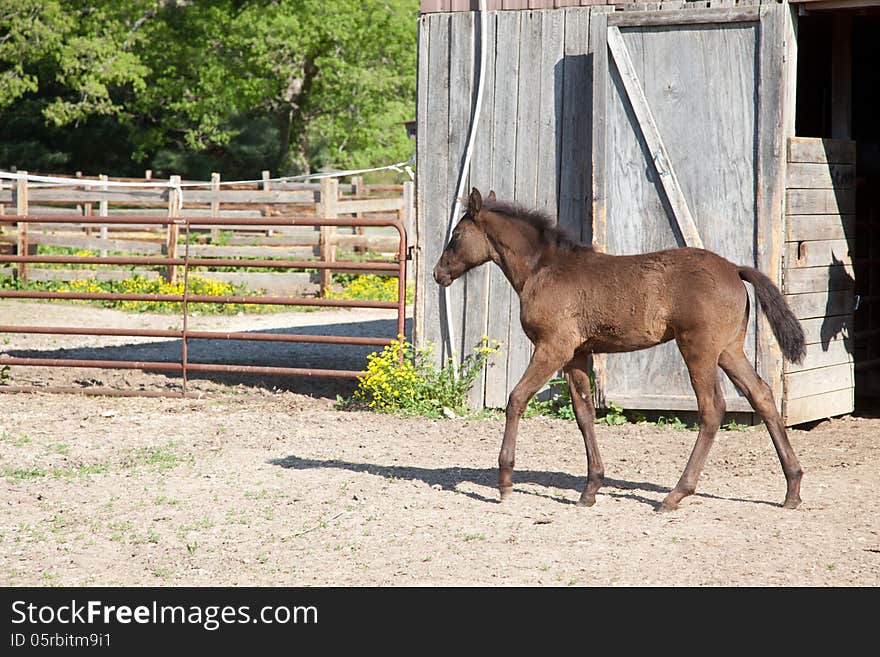 A brown foal with black mane and tail.