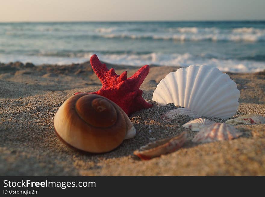 Shells on the sand and big red seastar. Shells on the sand and big red seastar