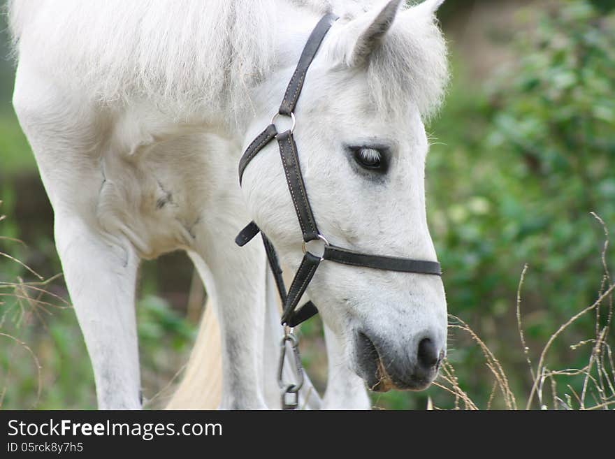 Sad white horse, close up