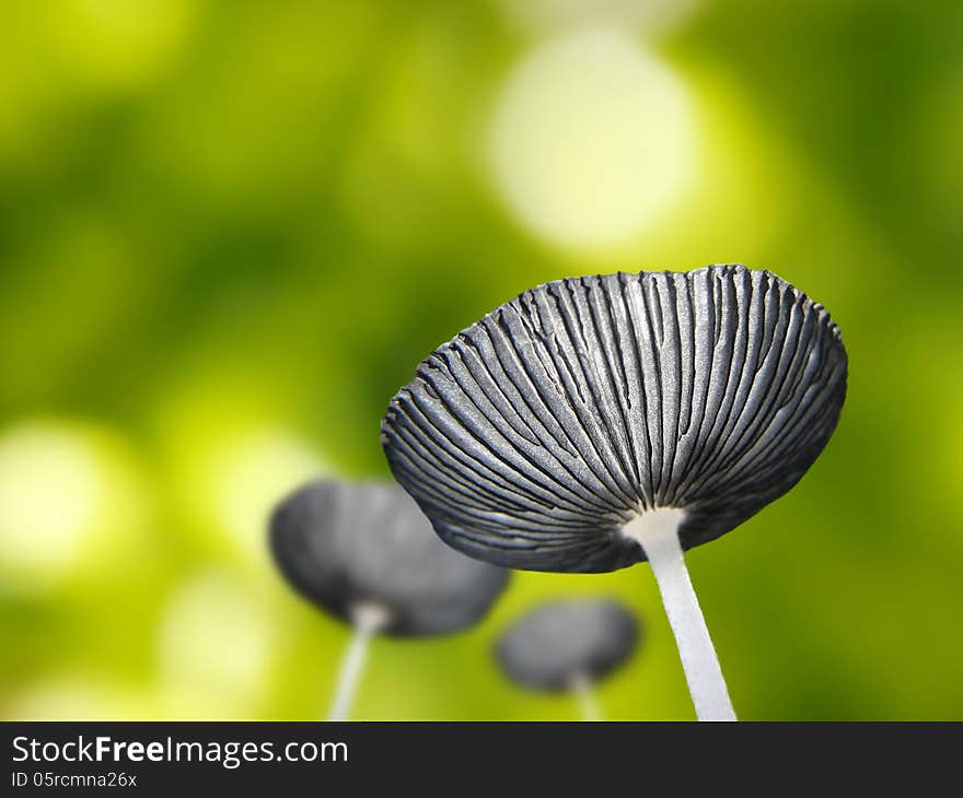 Photo of beautiful young mushrooms or toadstools against green nature background. Photo of beautiful young mushrooms or toadstools against green nature background.