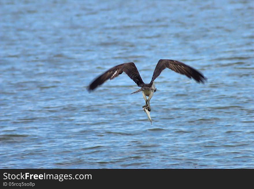 Osprey on the Chesapeake Bay capturing a grouper. Osprey on the Chesapeake Bay capturing a grouper.