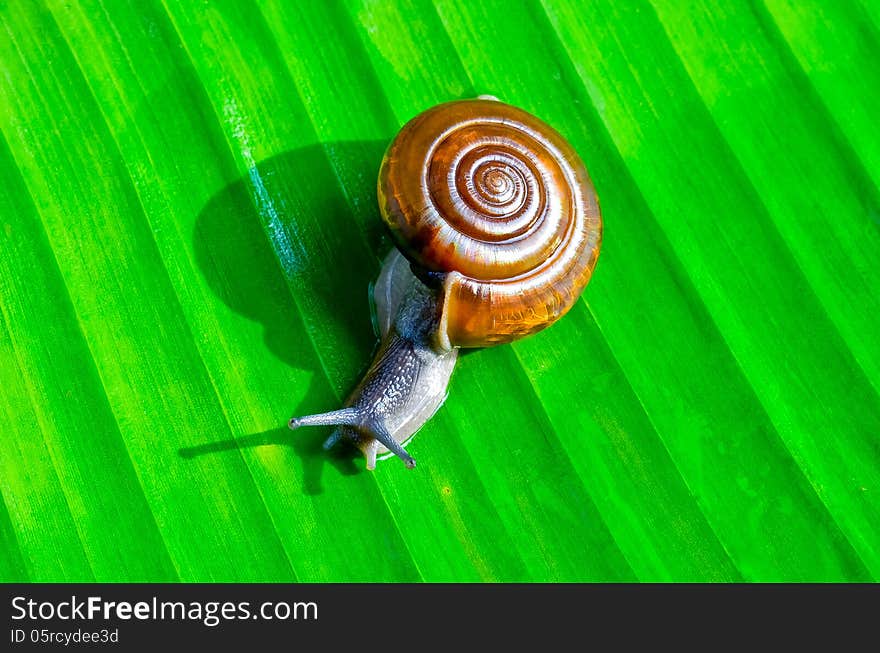 Little snail