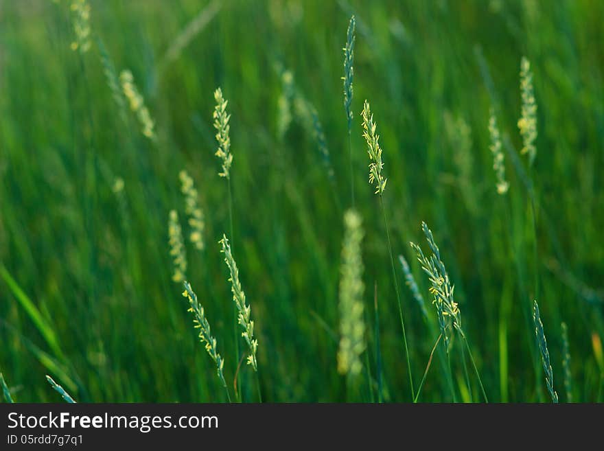 Close-up of the heads of summer grass in sunset light. Close-up of the heads of summer grass in sunset light