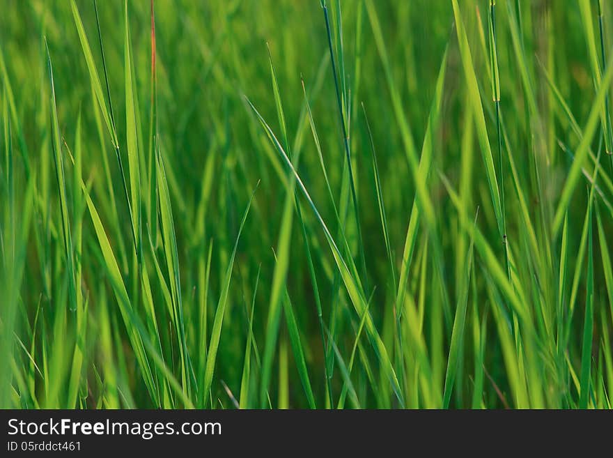 Close-up of the heads of summer grass in sunset light. Close-up of the heads of summer grass in sunset light