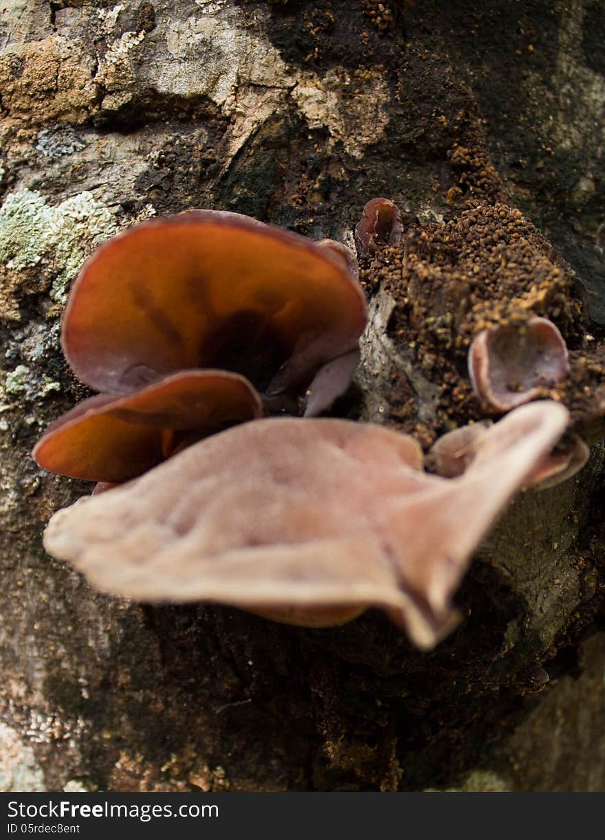 Black mushroom caused naturally, natural