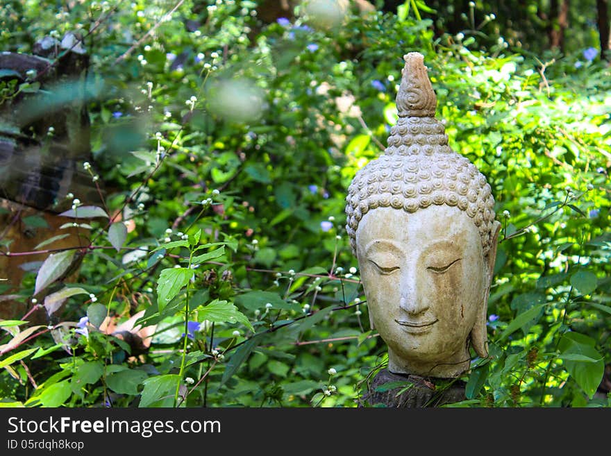 Buddha head statue with nature