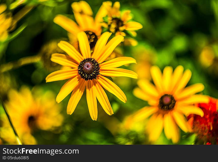 Flowers