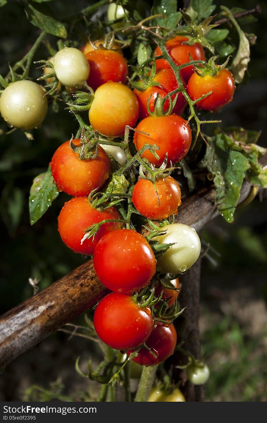 View of red Tomatoes and green Leafes