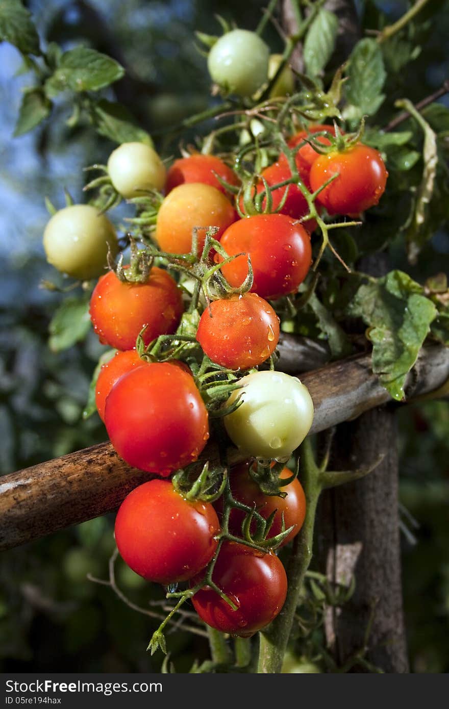 Red Cherry Tomatoes and green leafes