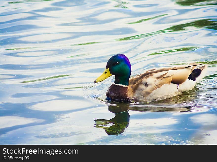 Wild duck is swimming closer the camera. Wild duck is swimming closer the camera