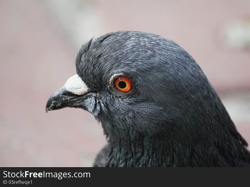 Pigeon (Columba livia) also known by the names of feral pigeon or domestic pigeon. Pigeon (Columba livia) also known by the names of feral pigeon or domestic pigeon