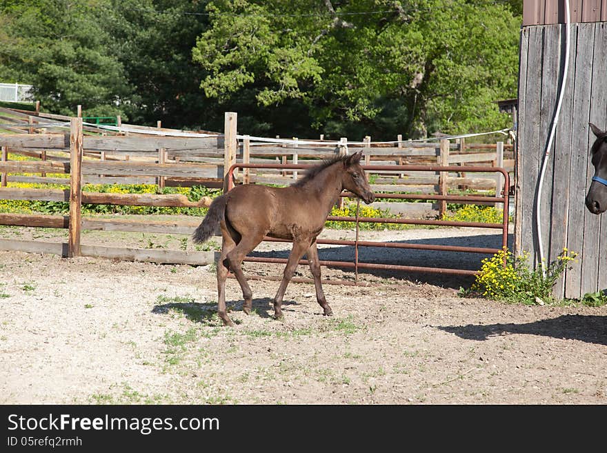 A brown foal with black mane and tail.