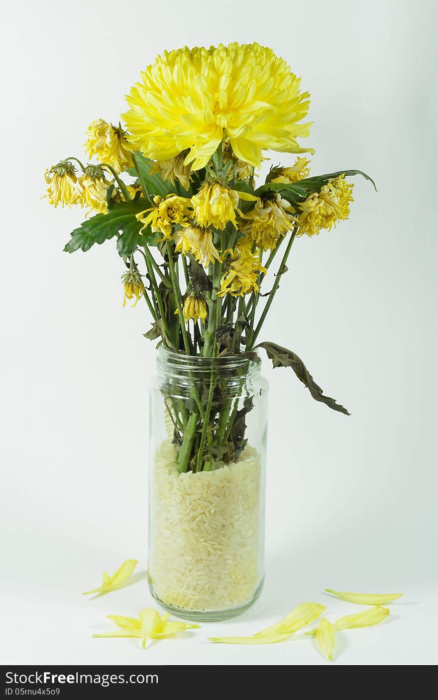 Chrysanthemum and died chrysanthemum on background