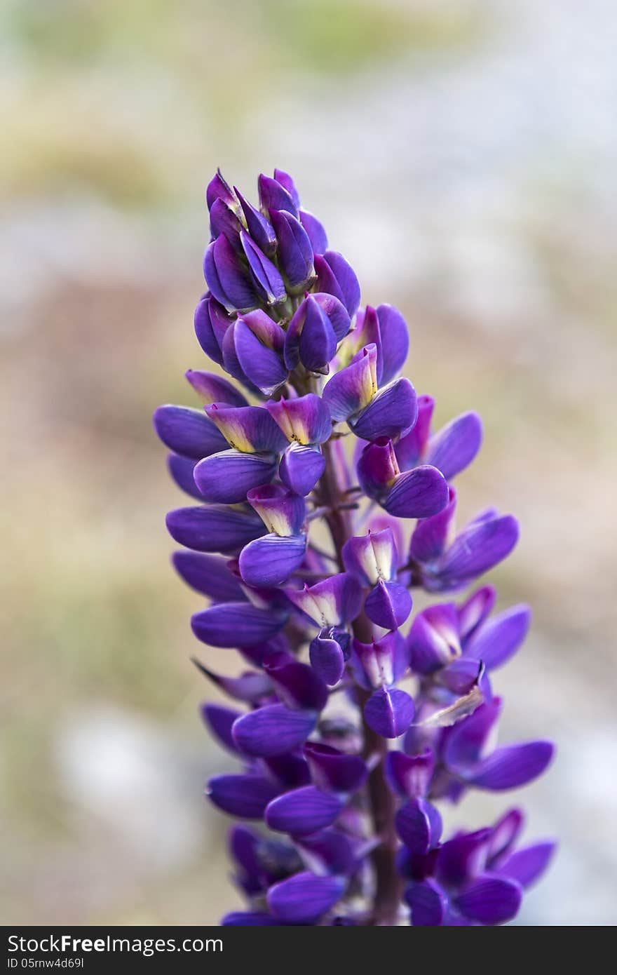 Lupine flower close up at Lake Tekapo, Canterbury, New Zealand