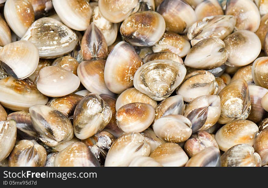 Shellfish in fresh market