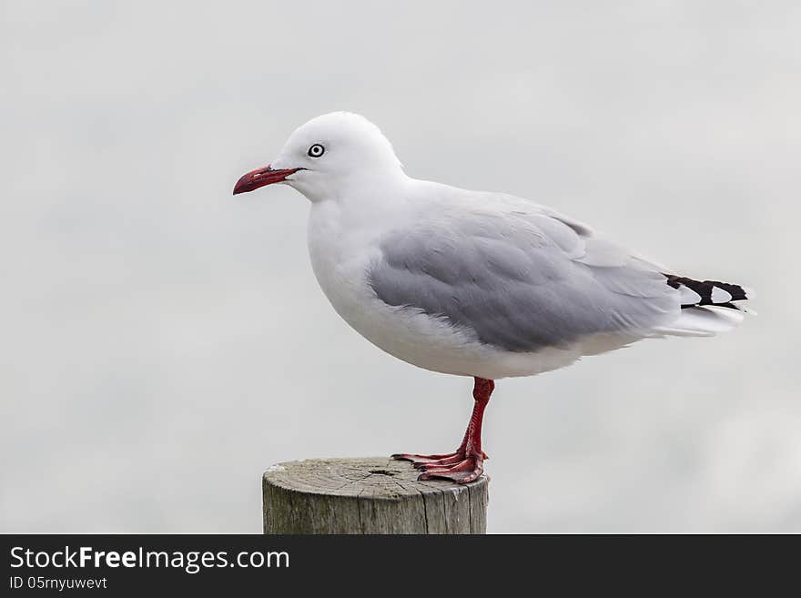 Black-billed Gull standing on the timber at Akaroa, Canterbury, New Zealand