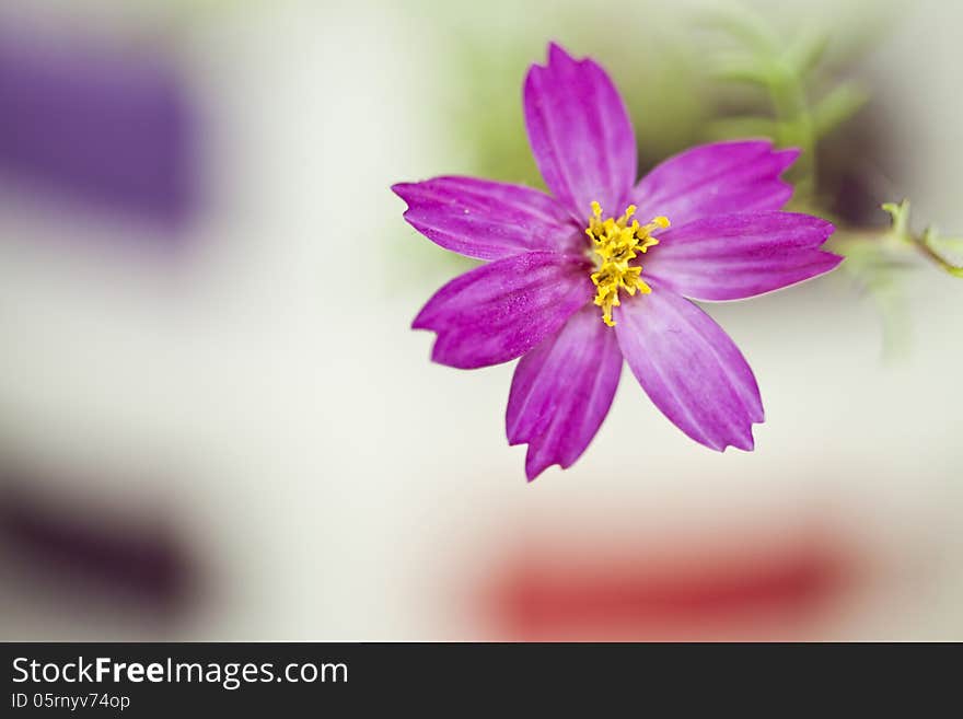 Close up on Small pink flower