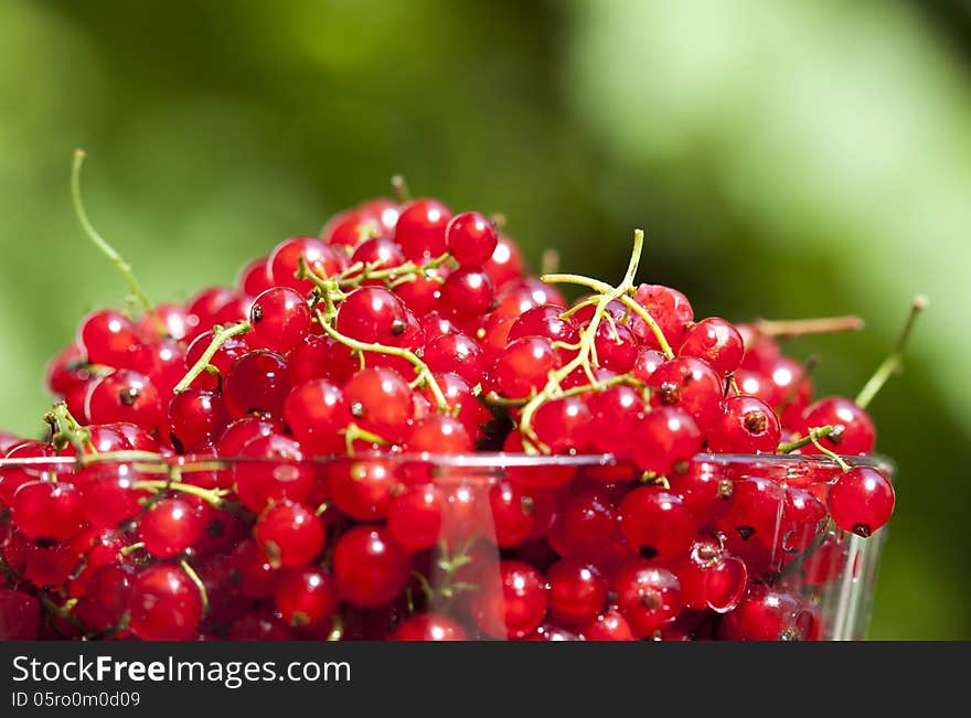 Close up on red currants