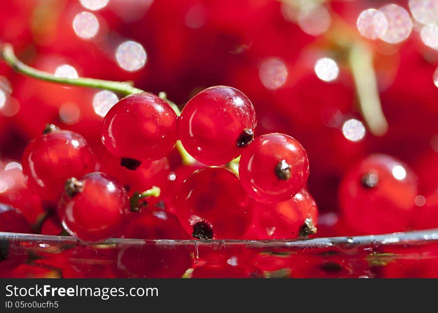 Close up on red currants