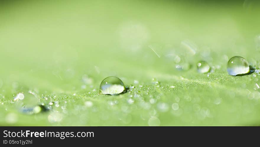 Water drops on a green leaf with shallow DOF