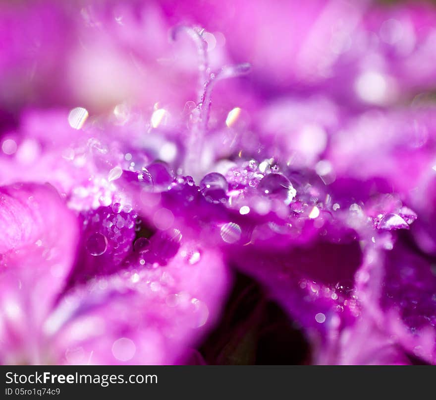 Water drops on a pink flower with shallow DOF