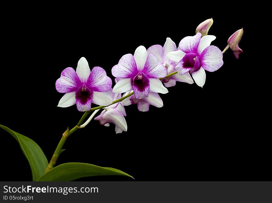 White-purple orchid