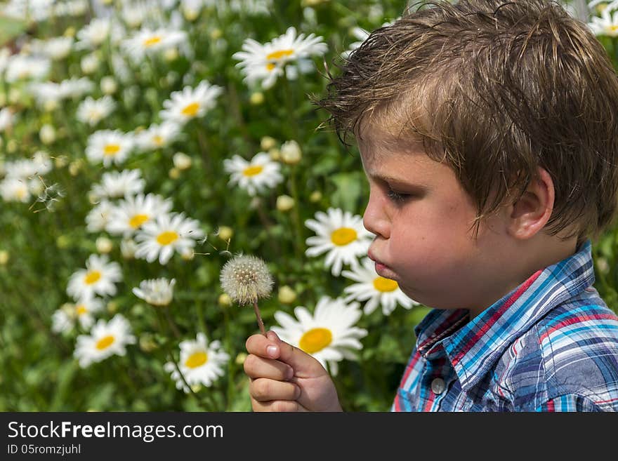 Kid blowing dandelion against beautiful background with marguerites. Kid blowing dandelion against beautiful background with marguerites